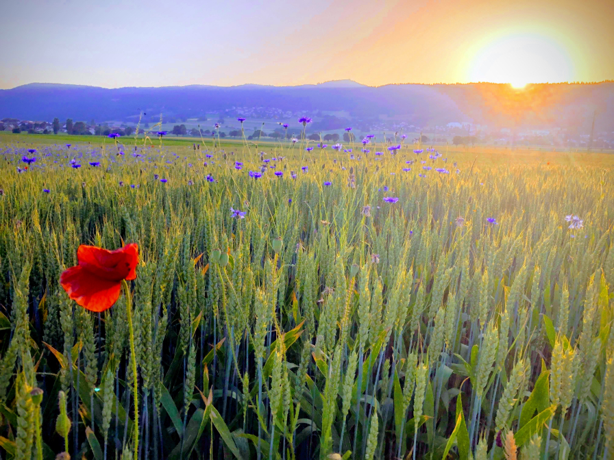 Feld mit Sonnenuntergang