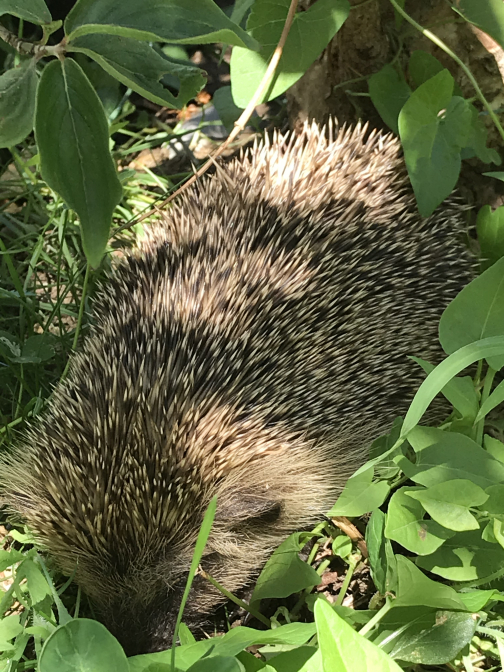 Igel beim Ausruhen