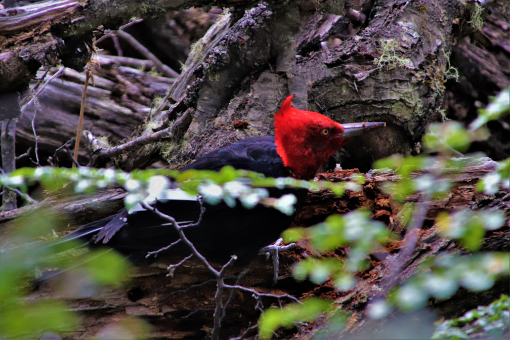Futtersuche im Unterholz