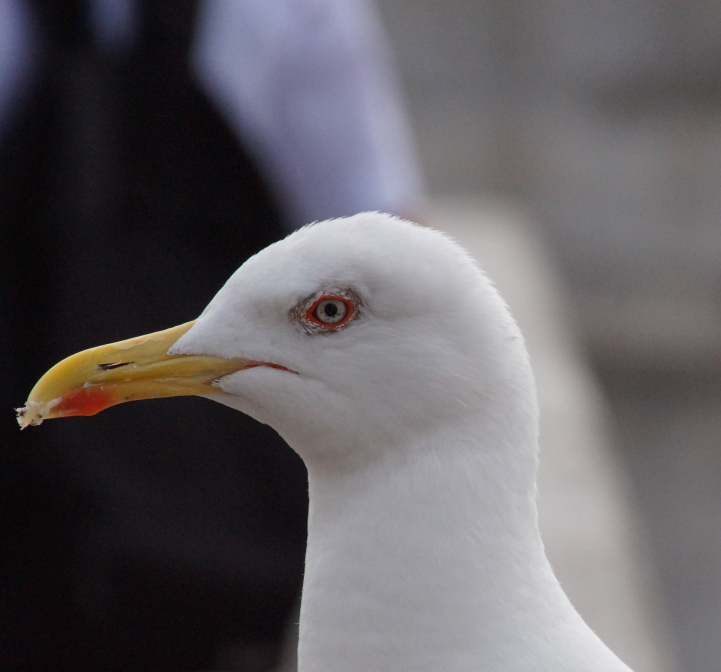 Die Möwe aller Möwen