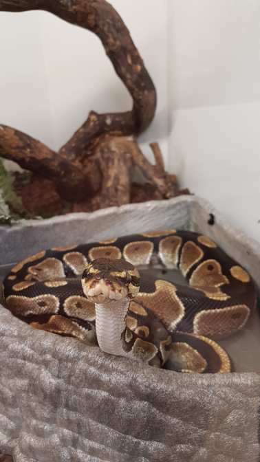 sssssieh mir in die Augen kleines...