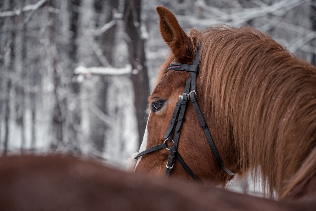 Koňský zimní detail
