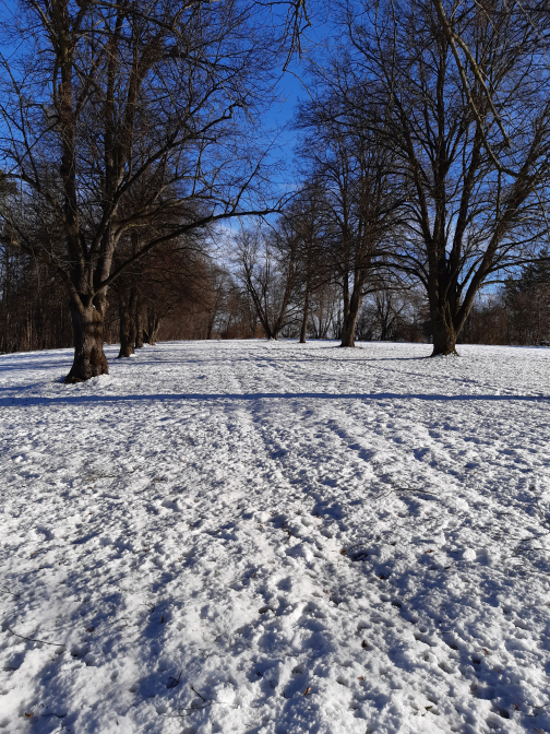 Orlické hory, alej nad Žamberkem